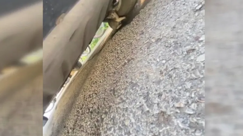 Başkentte kedi kurtarma operasyonu