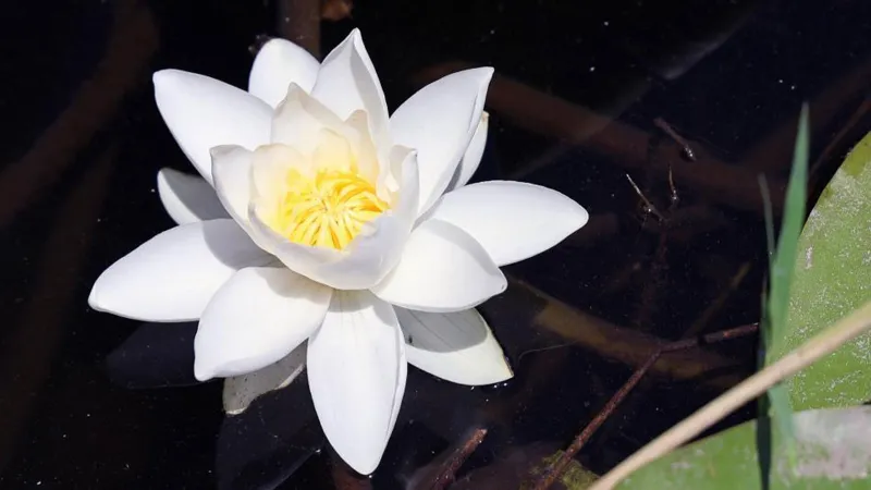 Dünyada tek; tatlı su ile deniz suyunun karıştığı yerde yetişiyor