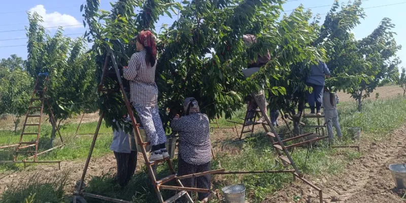 Edirne'de hasadına başlandı: Avrupa ülkeleri sıraya girdi