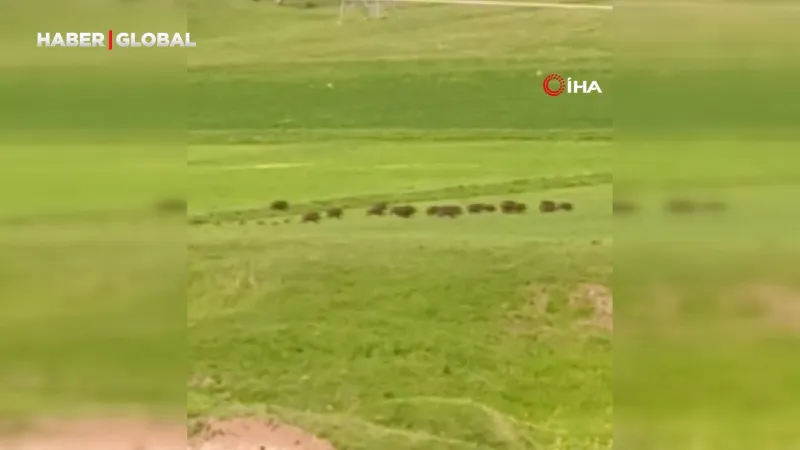 Horasan’da domuz sürüsü görüntülendi