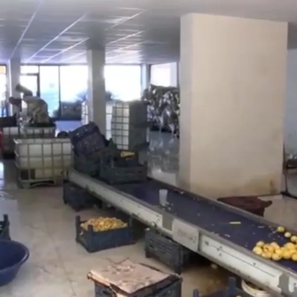 Kepez'de 1.5 ton patates imha edildi