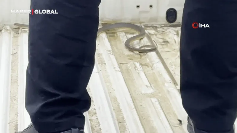Pikapta Yılan Kabusu! "Bir Daha Gelme Arkadaşım" Dedirten Anlar