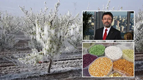 Zirai Don Tehlikesi! Stratejik Ürünlerde Risk Var mı? Bakan Açıkladı