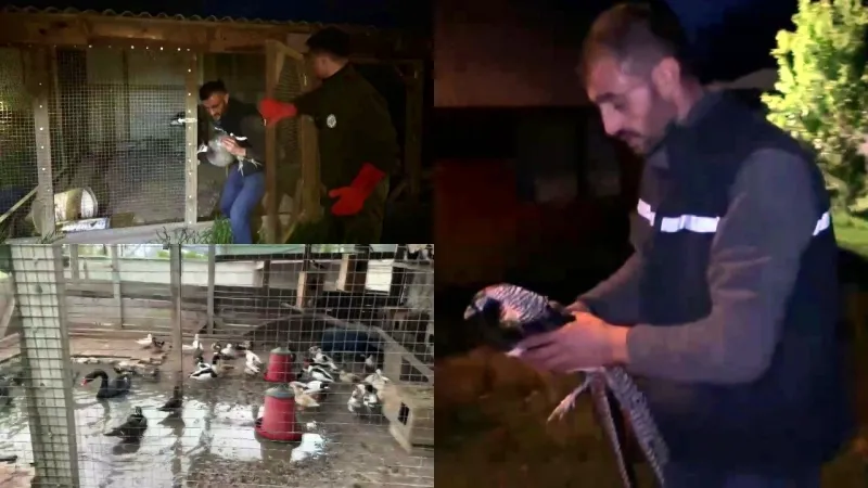 Sakarya'da Şok Baskın! Evden Çıkan Hayvanlar Görenleri Şoke Etti!