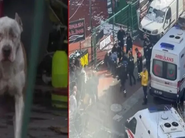 Esenyurt'ta Pitbull Dehşeti: Sahibi ve Arkadaşına Korkunç Saldırı!