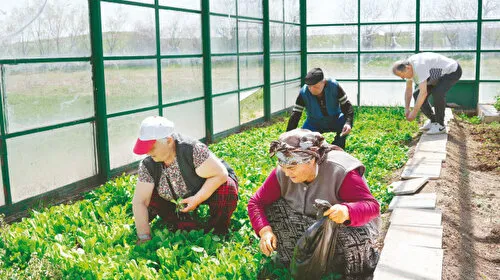 Huzurevinde Yeşil Terapi! Yaşlılar Toprağa Döndü, Mutluluk Saçıyor