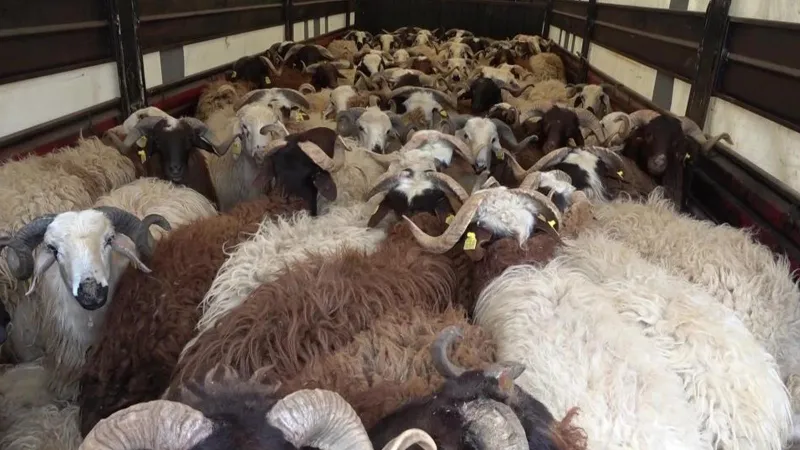 Koyun TIR'ında Şok! 5 Kaçak Göçmen Yakalandı! Neler Oluyor?