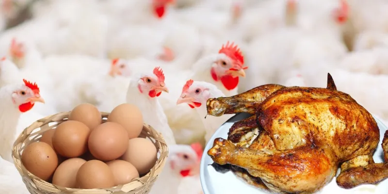 Yumurta Krizi mi? Fiyatlar Uçtu, Üretim Çakıldı! Şok Detaylar