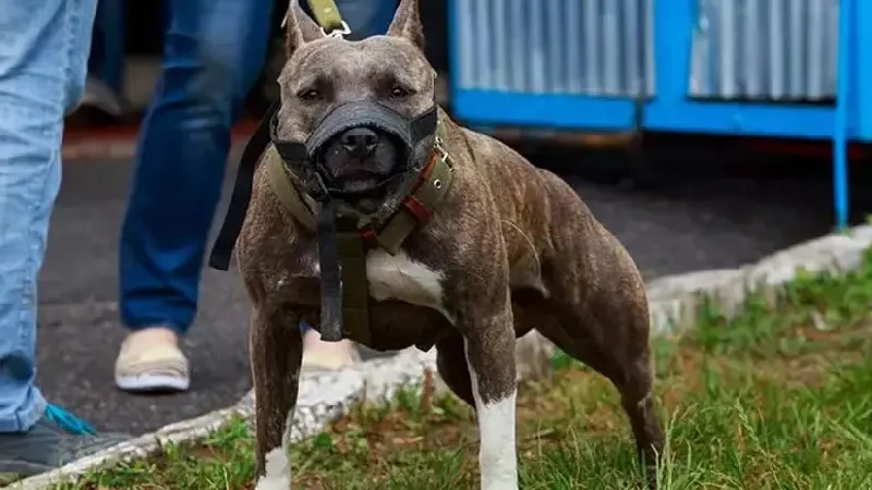Manisa'da Pitbull Şoku! O İki Kişiye Rekor Ceza Yağdı!