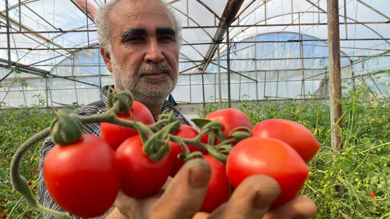 Domates Fiyatları Şoku! Üretici 15 TL, Market 70 TL: Kim Kazanıyor?
