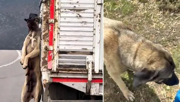 Yozgat'ta Skandal! Kamyonette İple Asılı Köpek! Sürücüye Ne Oldu?